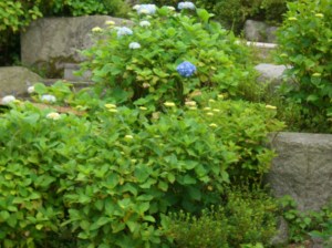 咲き始めた紫陽花（あじさい）