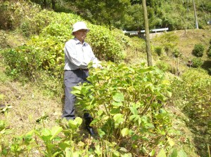 剪定作業の様子