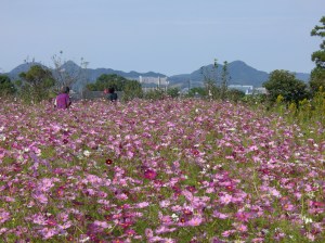 コスモス畑の遠方には九大伊都キャンパス