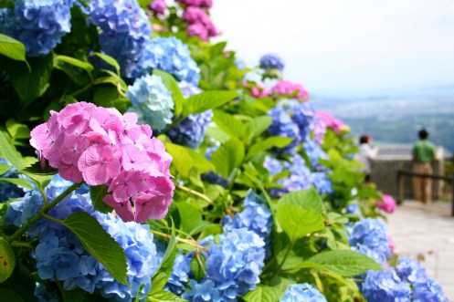 2010_白糸の滝あじさい