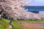 2011_池田川の桜