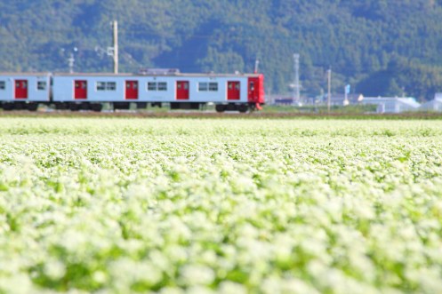 2013_浜窪そばの花
