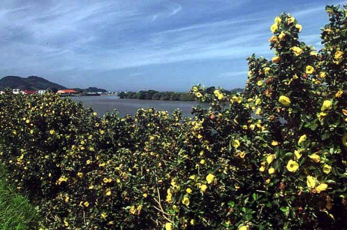 はまぼうの里　泉川