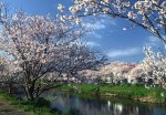 瑞梅寺川　桜並木　池田