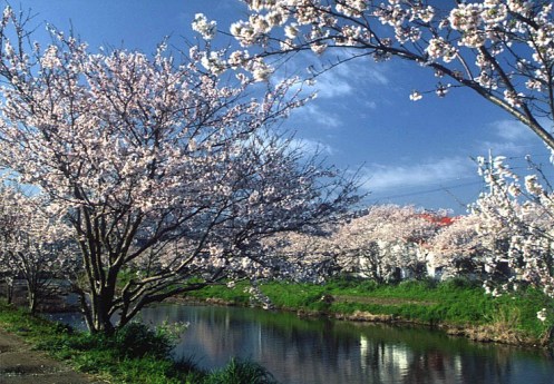 瑞梅寺川　桜並木　池田
