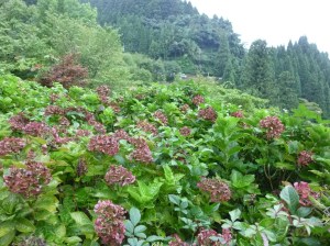 花摘み予定のあじさい