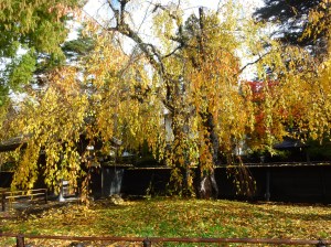 角館武家屋敷の枝垂桜の黄葉