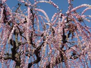 小富士のしだれ梅