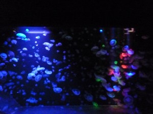 クラゲ水槽