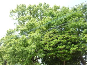 公園の伸びすぎた楠木