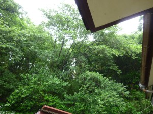 住宅に木が生い茂っている