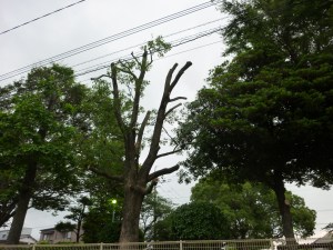 選定された樹木（６月７日撮影）