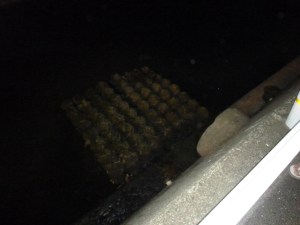 悪臭が漂う河川現場