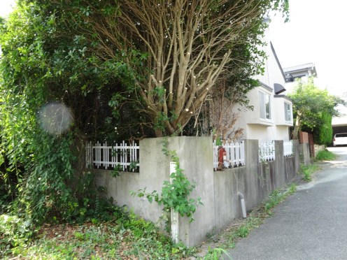市道を覆っている庭木が切られた（平成２５年８月１３日撮影）