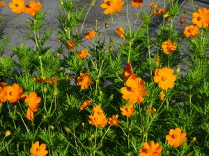 慰霊塔の周りのお花