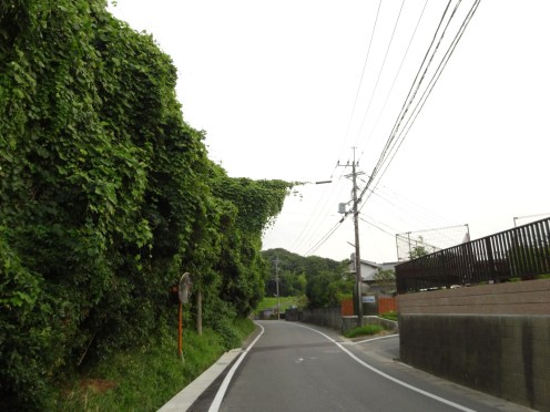県有地が雑木や雑草で覆われれいる（平成２５年７月３０日撮影）
