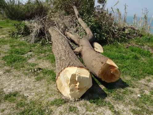倒木間もない銀杏の木（左側）