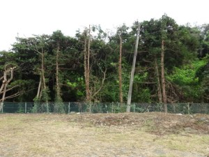 綺麗になったＪＡ所有の空き地と県所有地