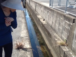 転落の危険性が高い側溝（荻浦）