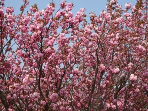 華爛漫の八重桜