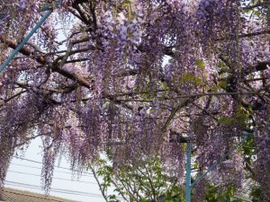 藤も満開