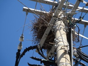 カササギの巣が（４月２６日撮影）