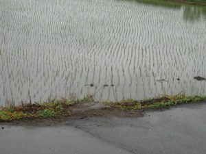 撤去されたカーブミラー（６月２７日撮影）