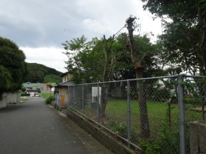 サッハリなった樹木（７月１２日撮影）