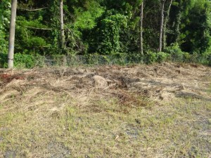 刈り取られた挫創が放置されている