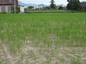 平原歴史公園のコスモス畑（９月１７日撮影）