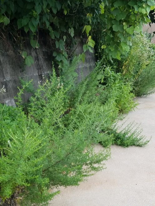 展望広場に雑草が侵入