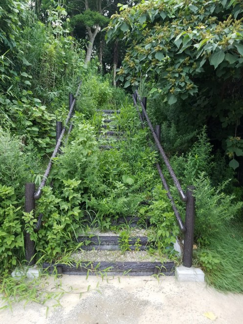階段を両側から雑草が覆う