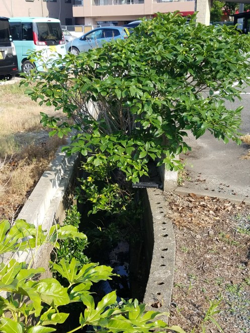 水路に雑木や雑草が生い茂っている