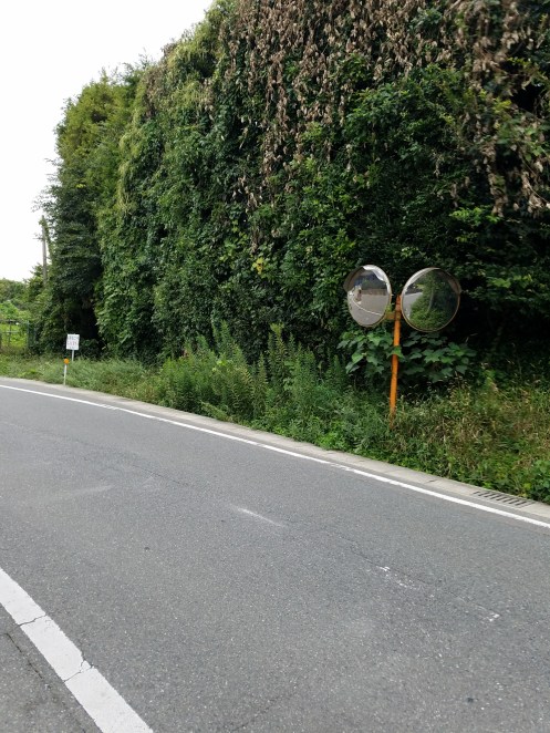 法面の草が、路側帯にはみ出し、カーブミラーも視界不十分