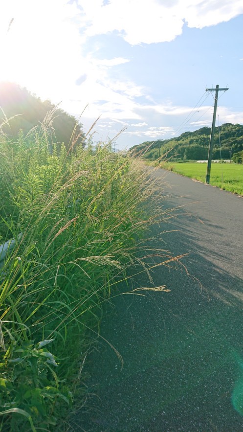 市道に雑草が生い茂る